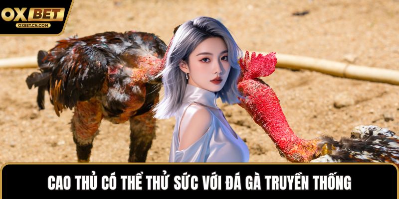 Cao thủ có thể thử sức với đá gà truyền thống