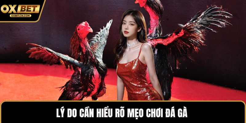 Lý do cần hiểu rõ mẹo chơi đá gà 