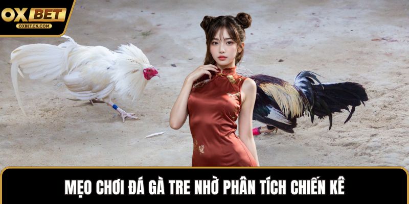 Mẹo chơi đá gà tre nhờ phân tích chiến kê